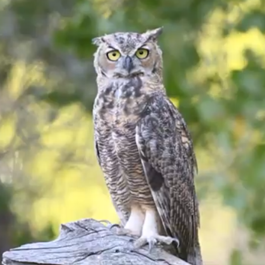 Carly Munger | Financial Planning and Services | Hoot Wealth